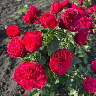 Півонієподібна троянда Ред Піано 1451 фото
