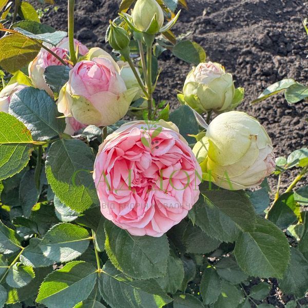 Півонієподібна троянда Чармінг Піано 1452 фото