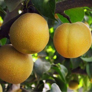 Азійська груша Коко Суї 4226 фото