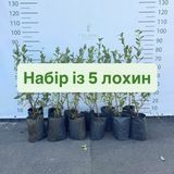 Набір із 5 саджанців лохини, 4л 4229 фото