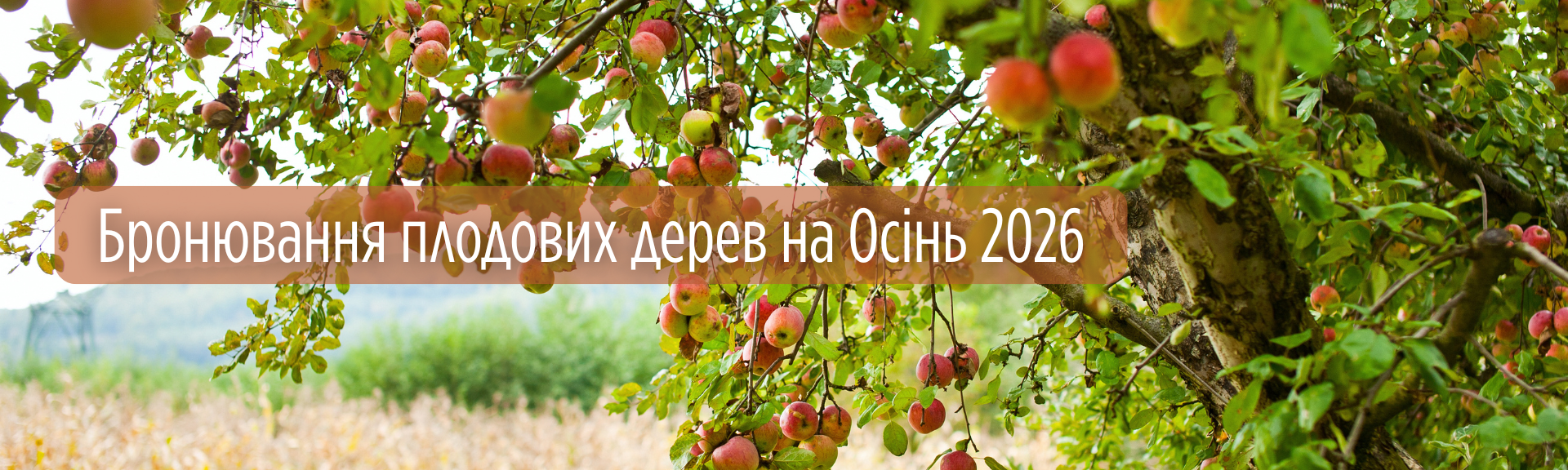 бронь на осфнт 