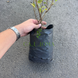 Набір із 3 саджанців лохини, 4л 4230 фото 4