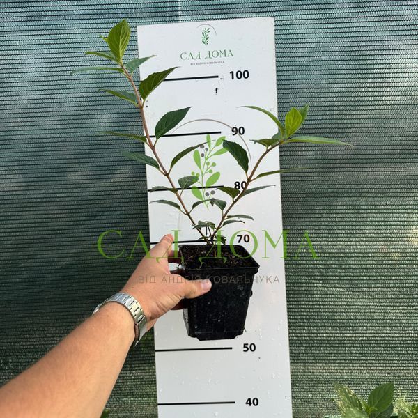 Гортензія мітловидна Лівінг Шугар Раш, 2 роки 3303 фото